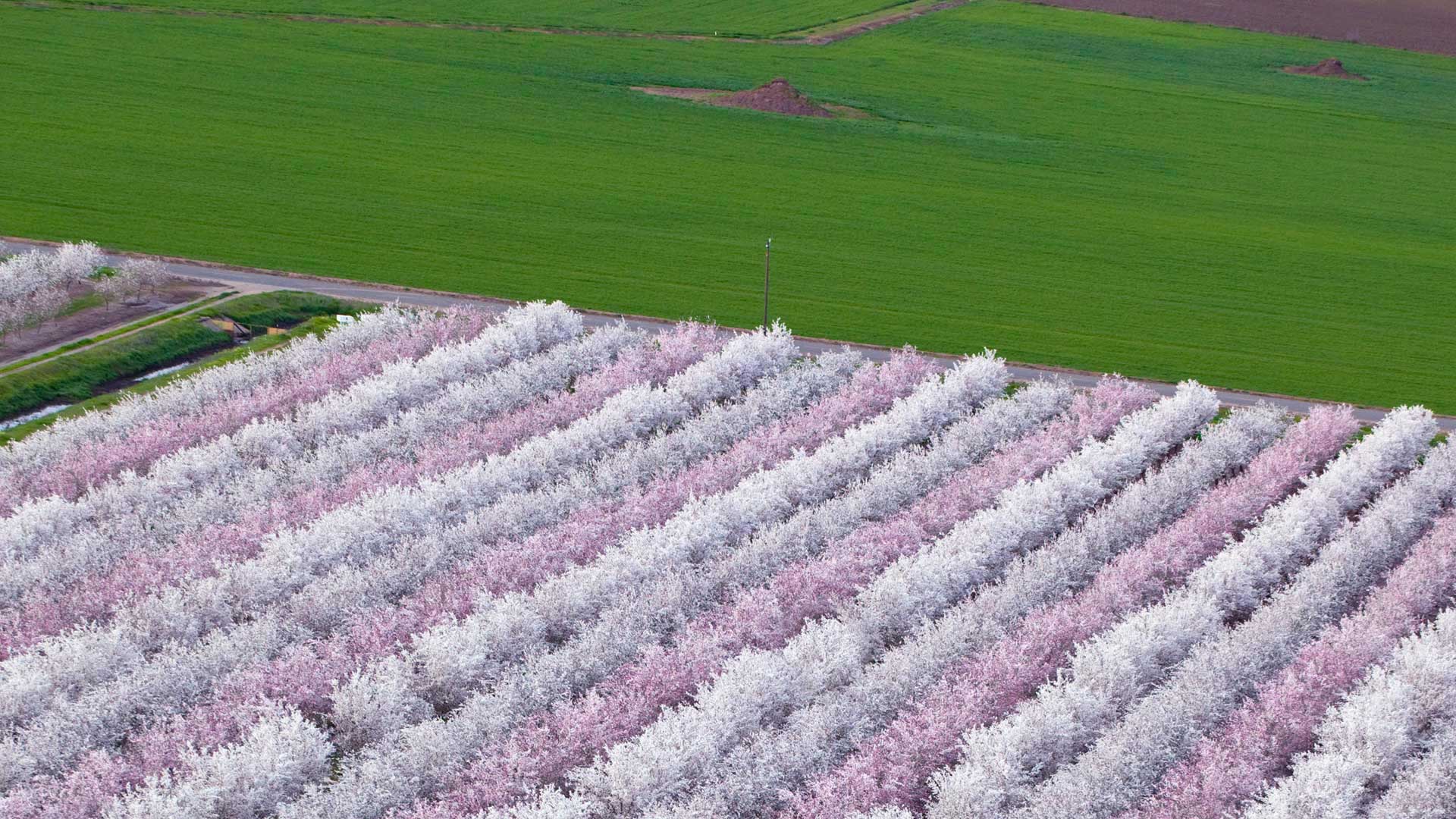 1920x1080 Almond Orchard