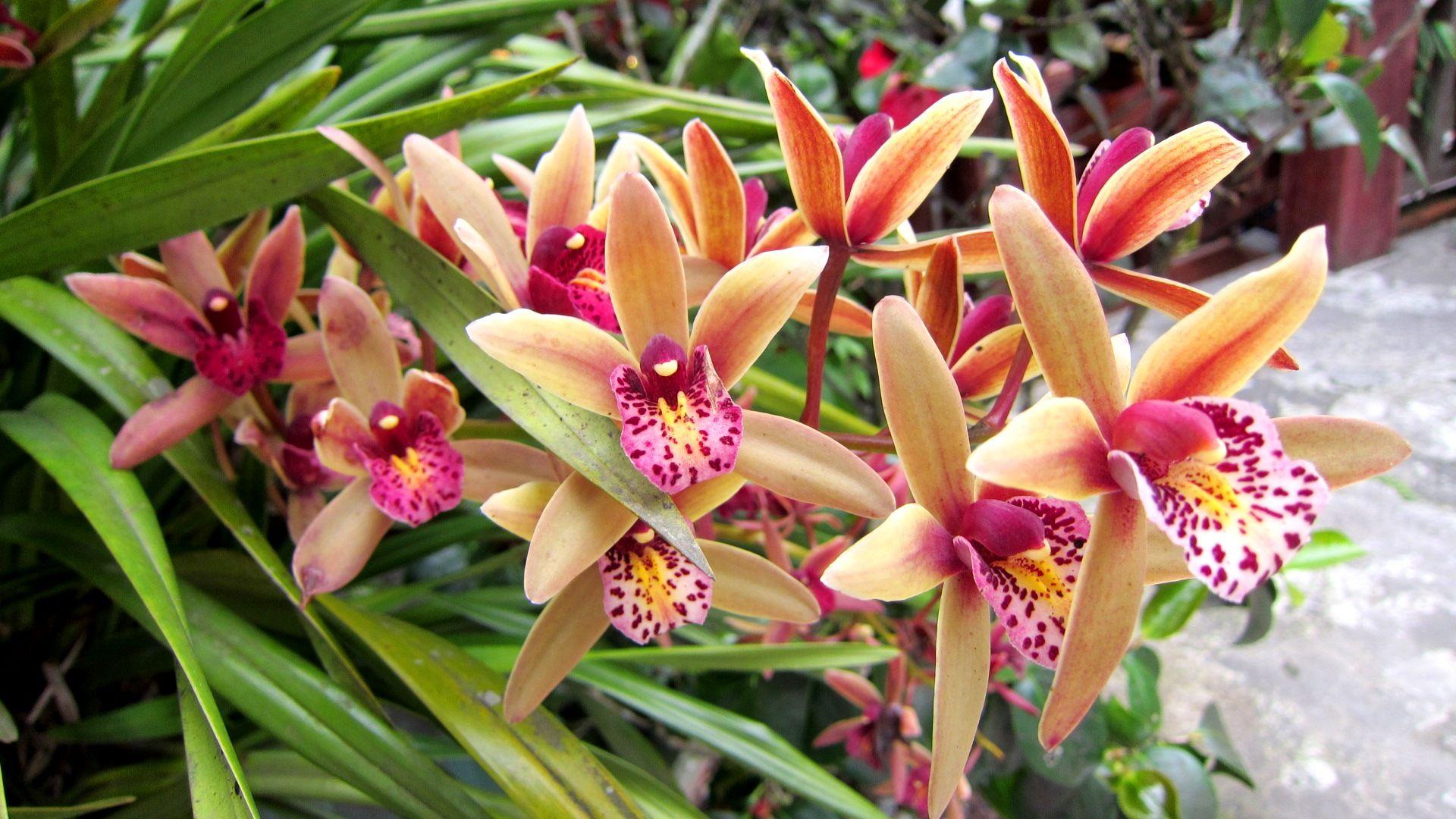 1920x1080 Orchid HD Wallpaper