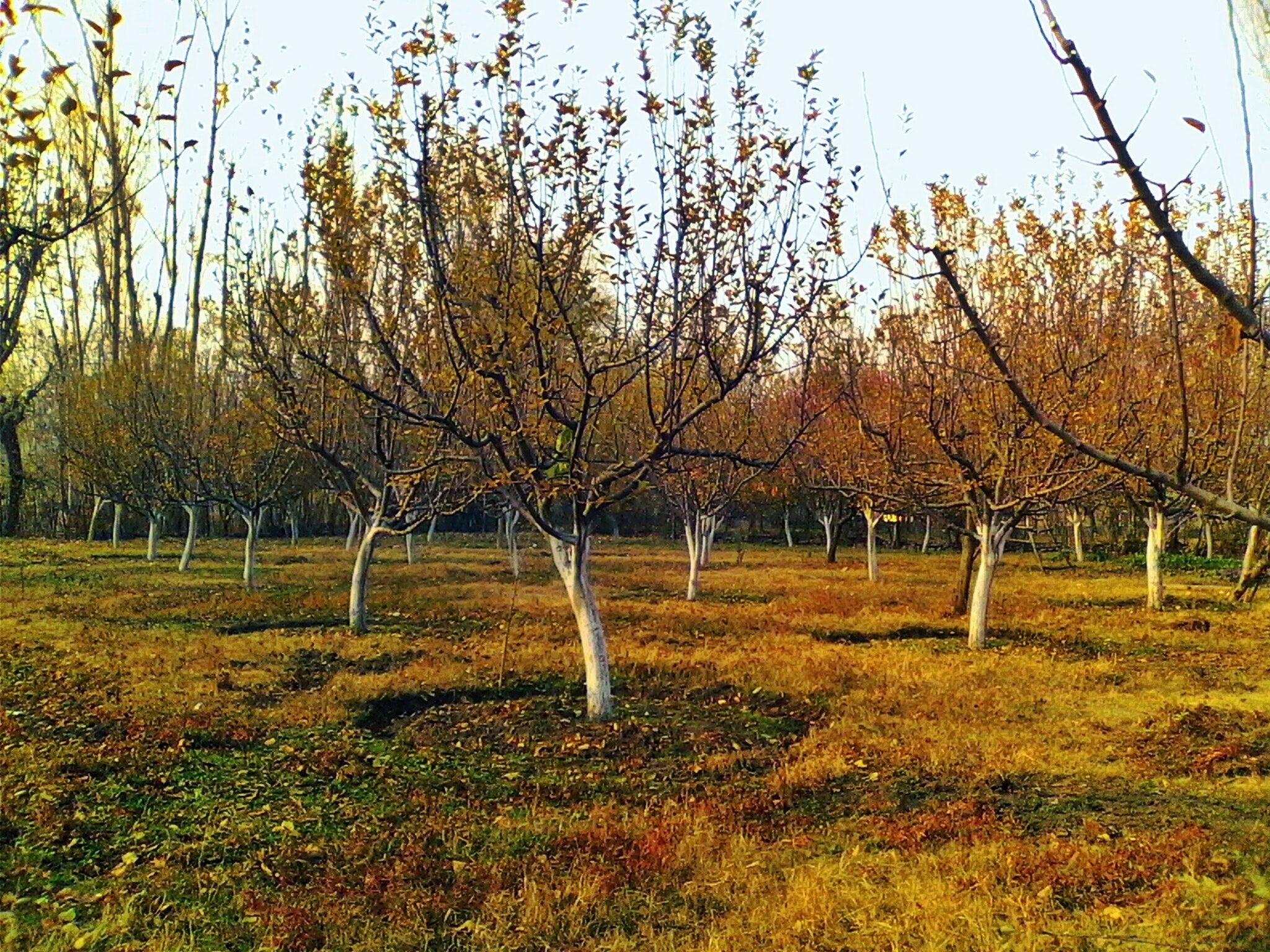2048x1536 Free of apple, apple orchard, apple trees