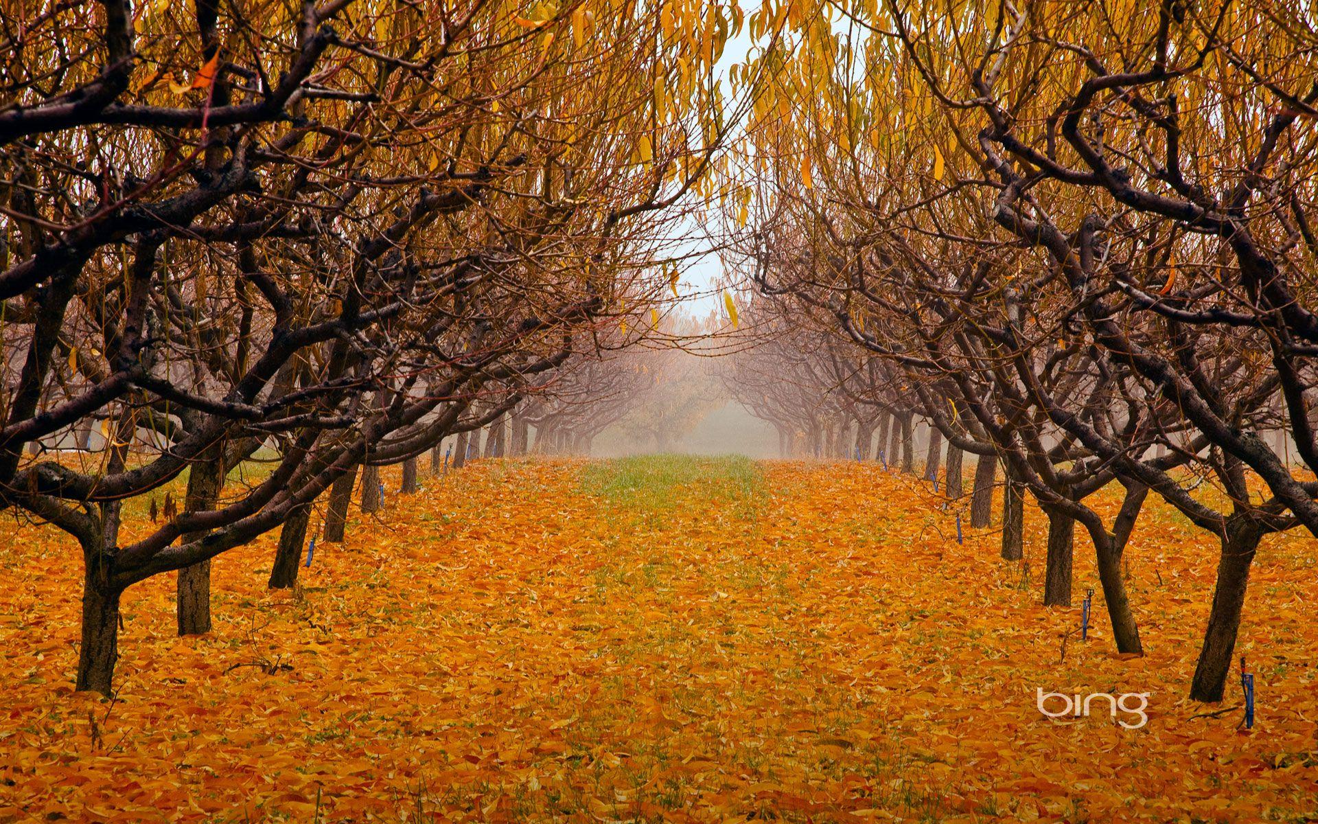 1920x1200 Orchard Desktop Background. Apple