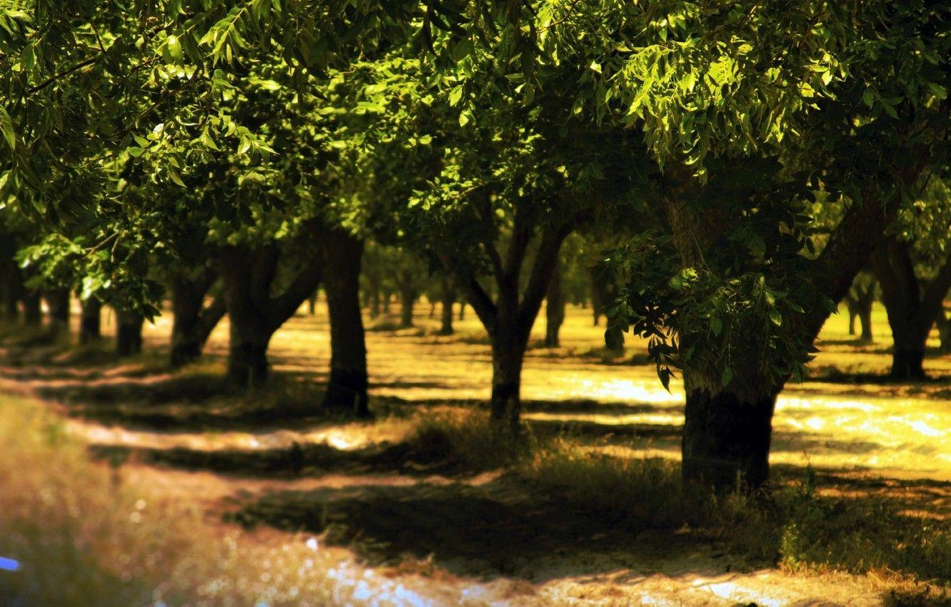 1332x850 Wallpaper Nature, Park, Summer, Trees, Leaves, Shade, Green