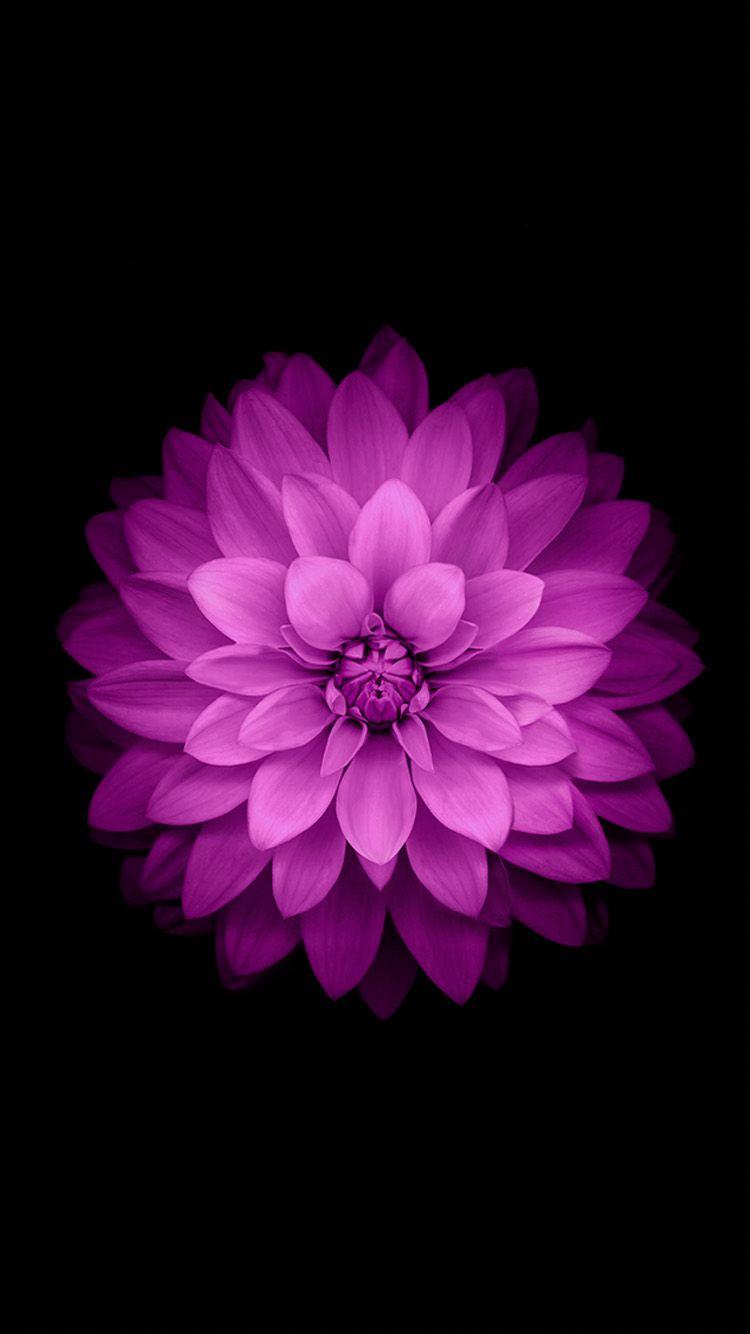 750x1334 iPhone Wallpaper Flowers