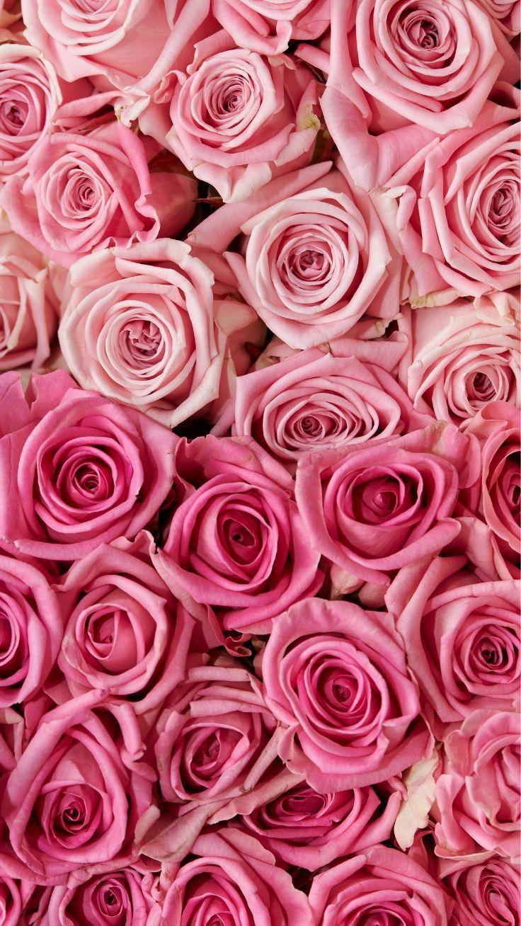 Iphone Red And Pink Roses Wallpaper - Rehare