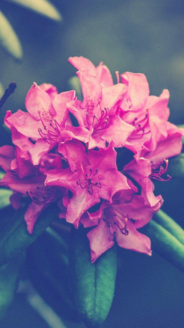 736x1308 Pink Flower iPhone Wallpaper