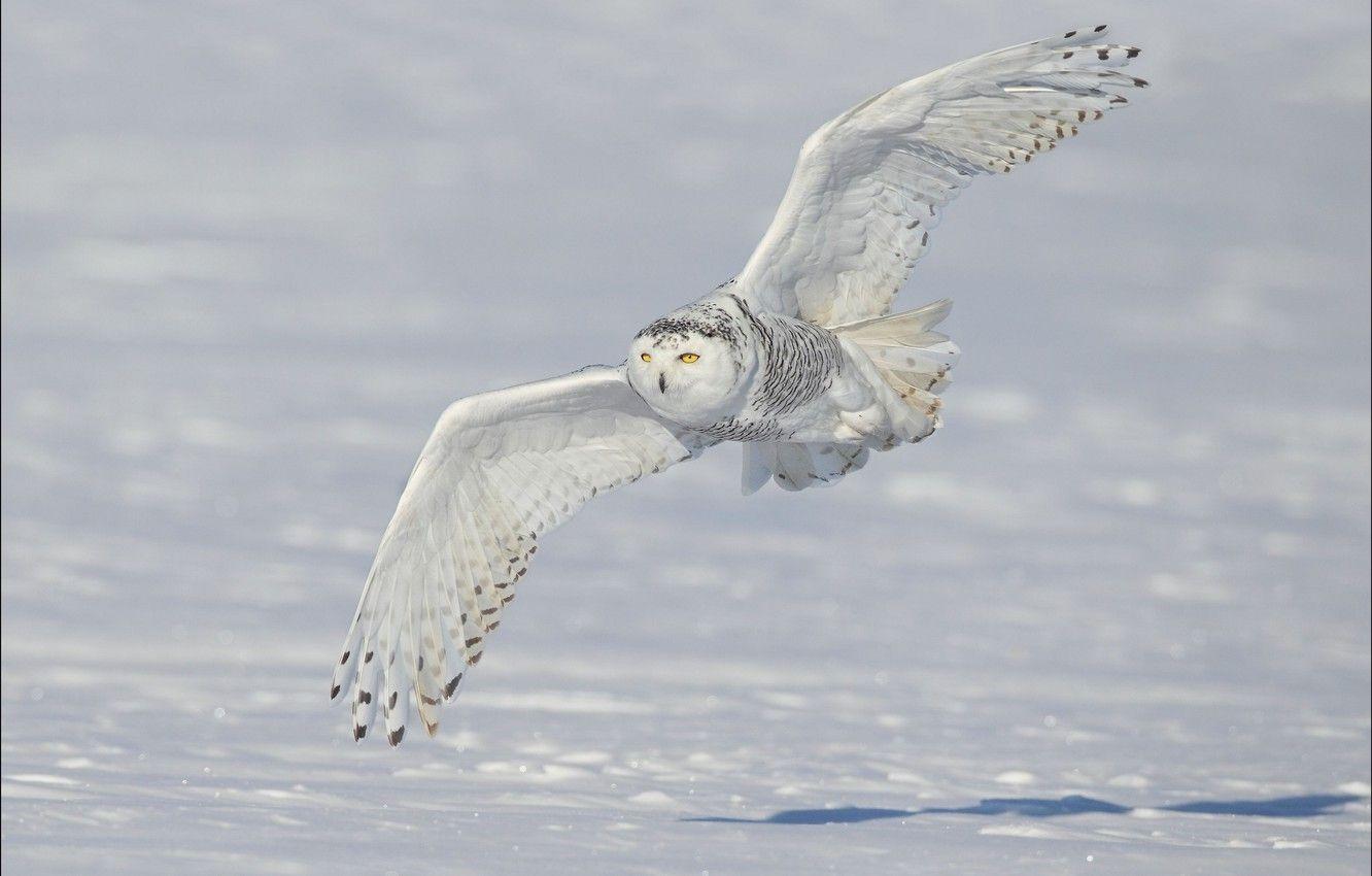 1332x850 Wallpaper winter, snow, wings, flight .