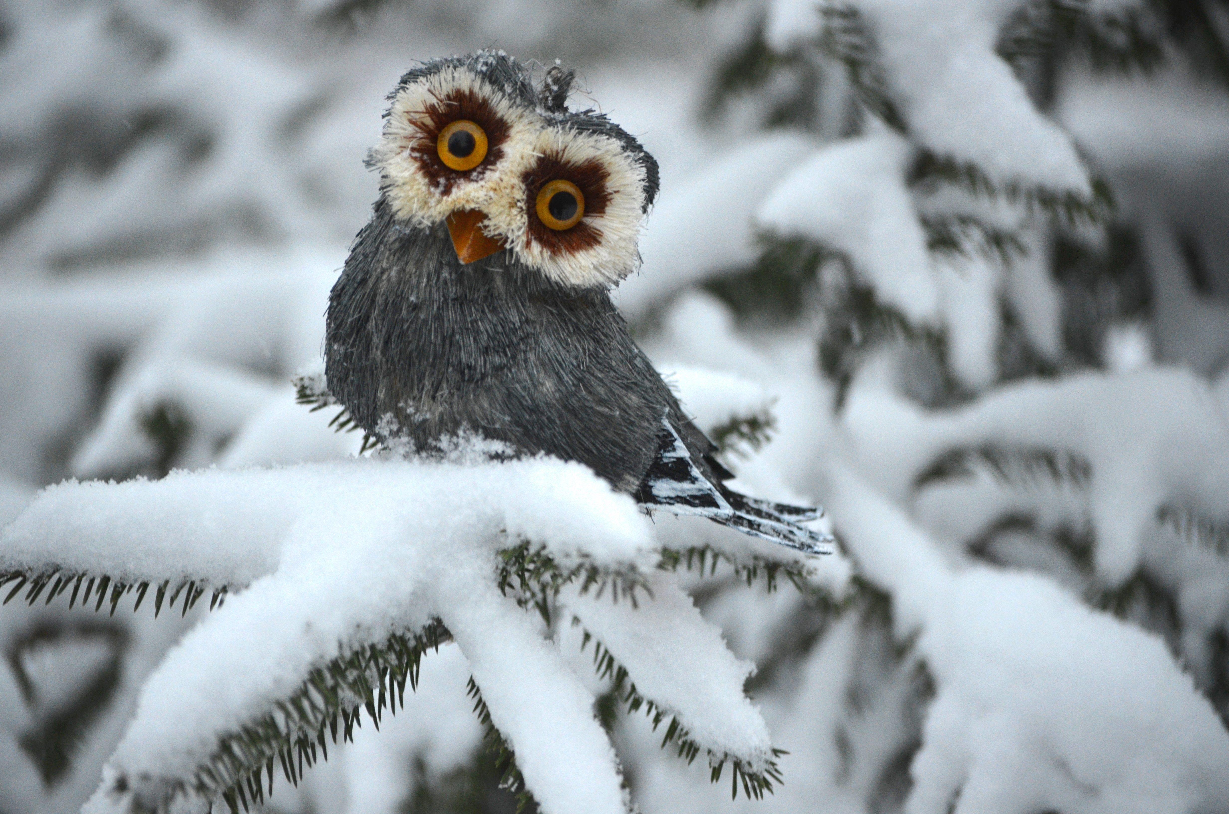 4928x3264 Winter Owl Desktop Wallpaper
