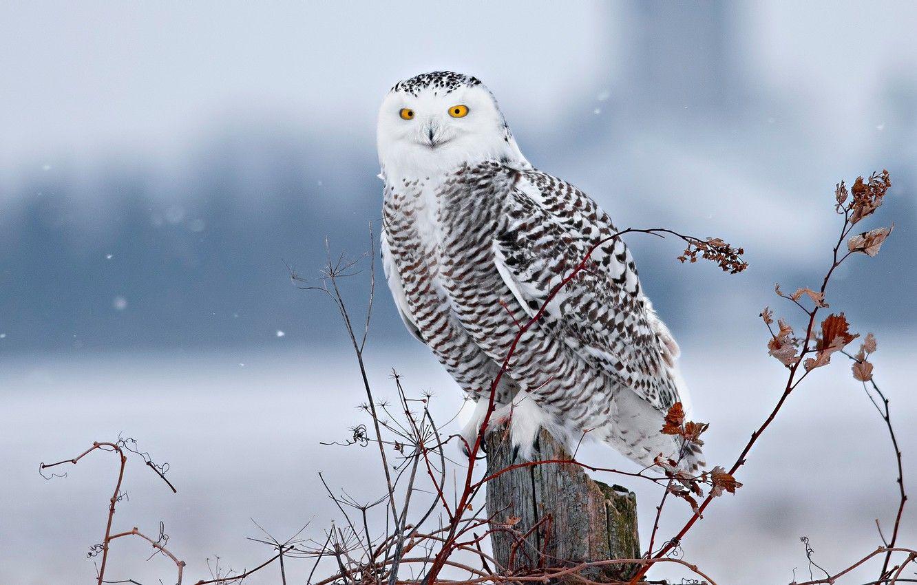 Snowy Owl In Snow