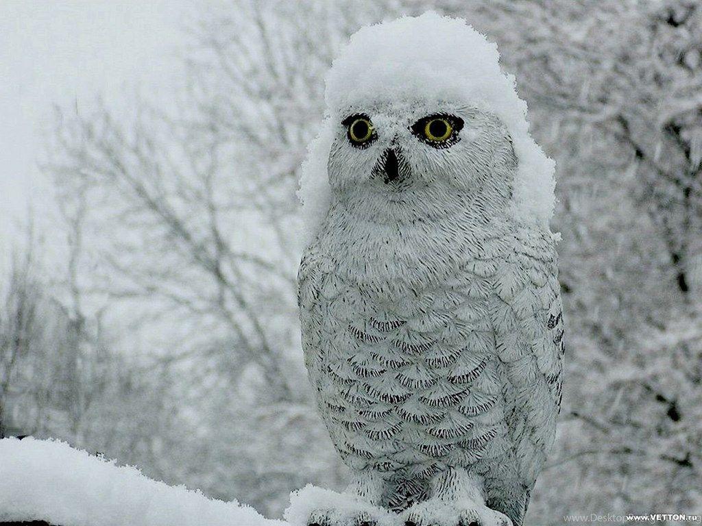 1024x768 Birds Snowy Owl Snow Nature Bird Vetton Ru Free Wallpaper