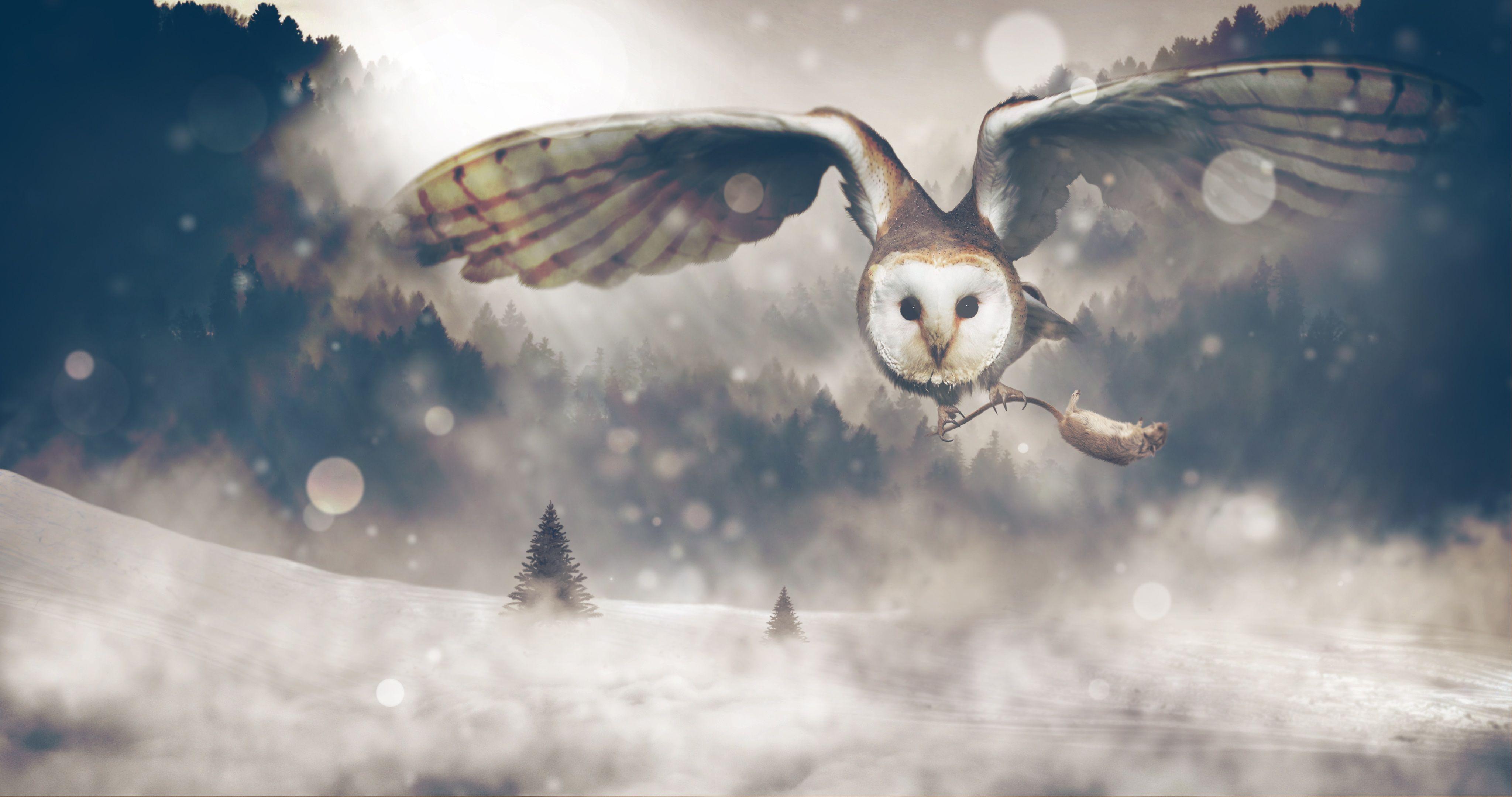 4096x2160 #Winter, #Owl, #Forest, #Bokeh, K, #Surreal