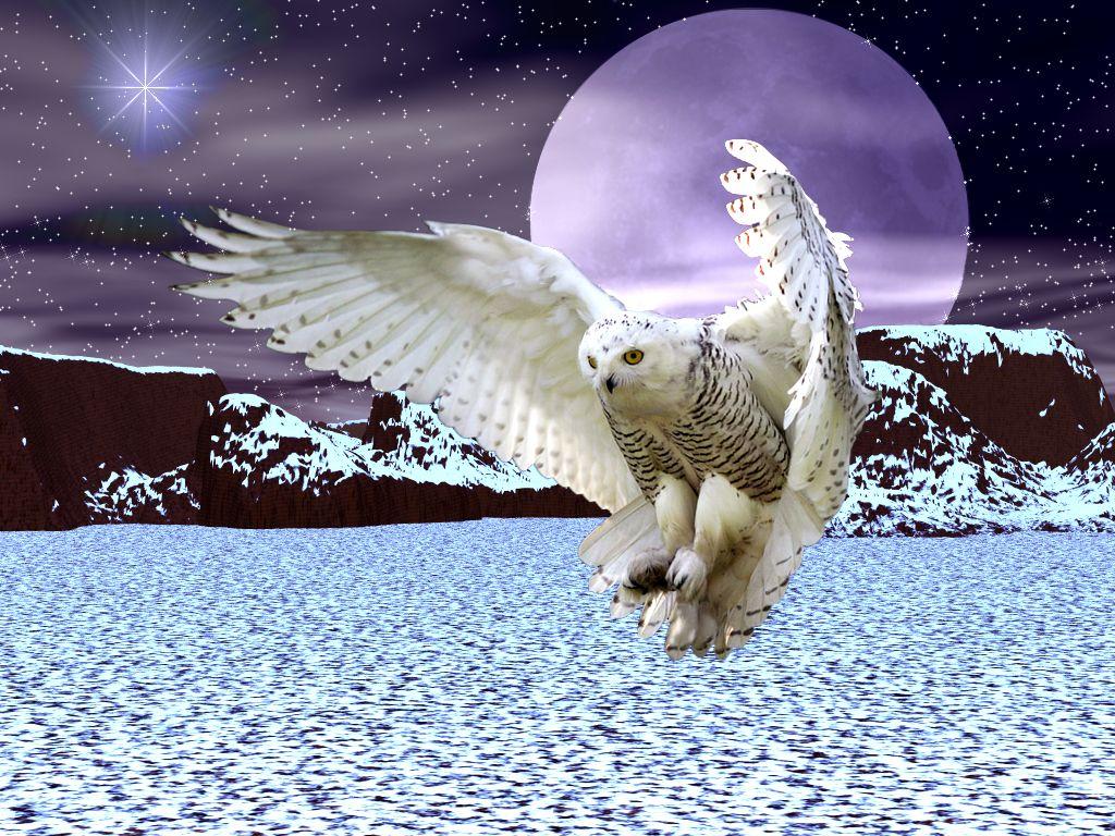 1024x768 Free download SNOWY Owl Wallpaper [1024x768] for your Desktop