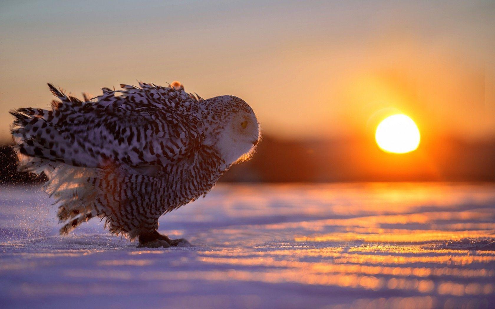 1680x1050 Owl Winter HD Wallpaper
