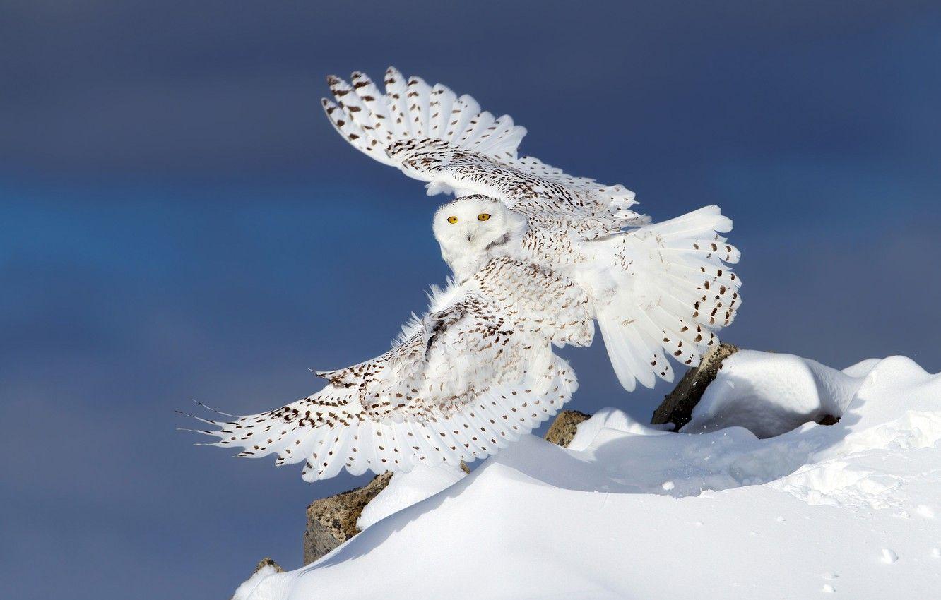 1332x850 Wallpaper winter, snow, owl, wings .