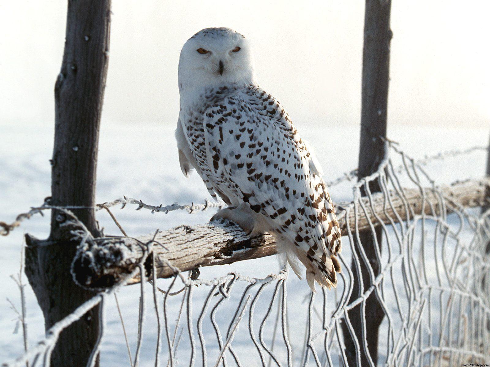 1600x1200 White Winter Owl # 1600x1200. All For Desktop