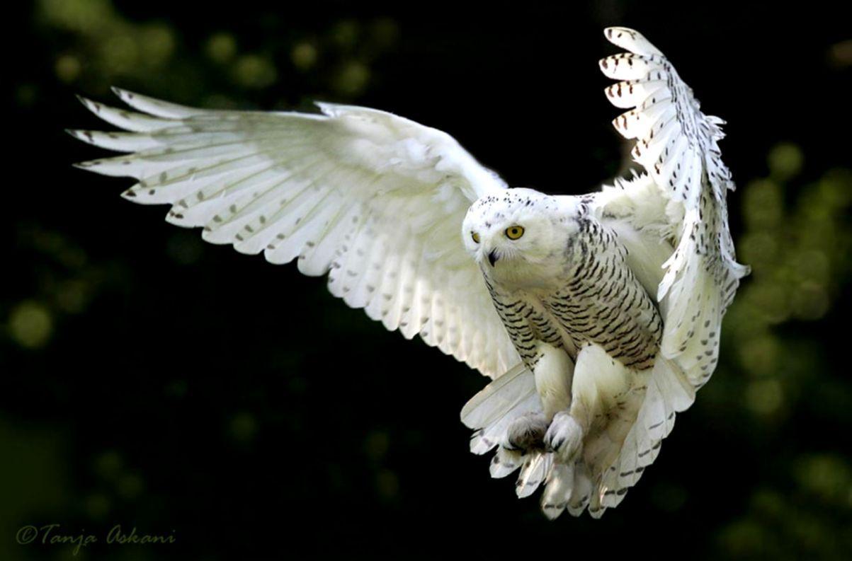 1203x793 Stunning Winter Owl Wallpaper image For Free Download