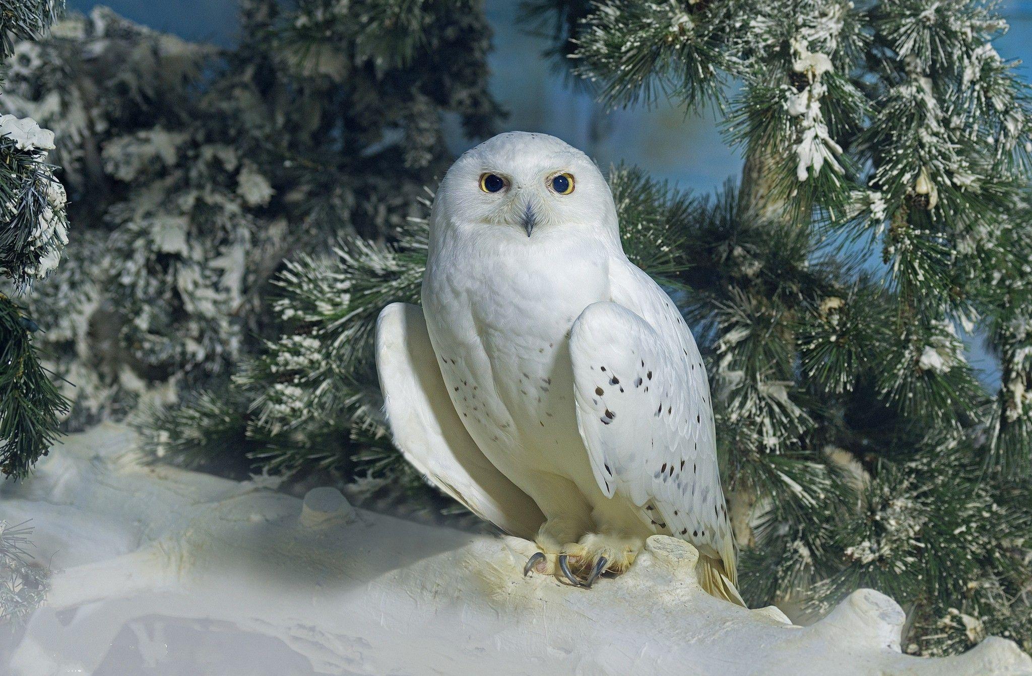2048x1343 Snowy Owl HD Wallpaper