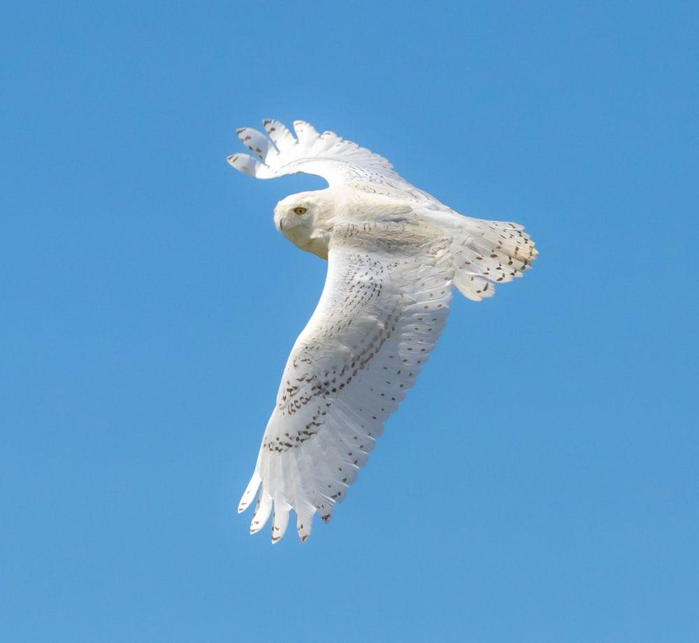 1000x919 Snowy Owl Picture. Download Free Image
