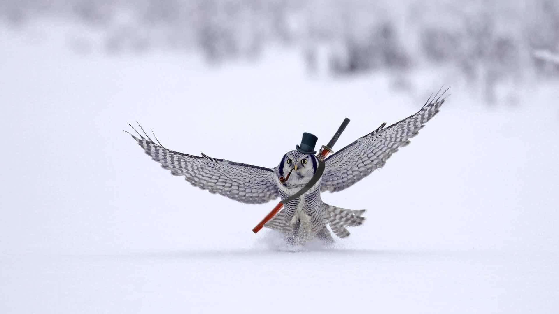 1920x1080 Snowy Owl wallpaper HD for desktop background