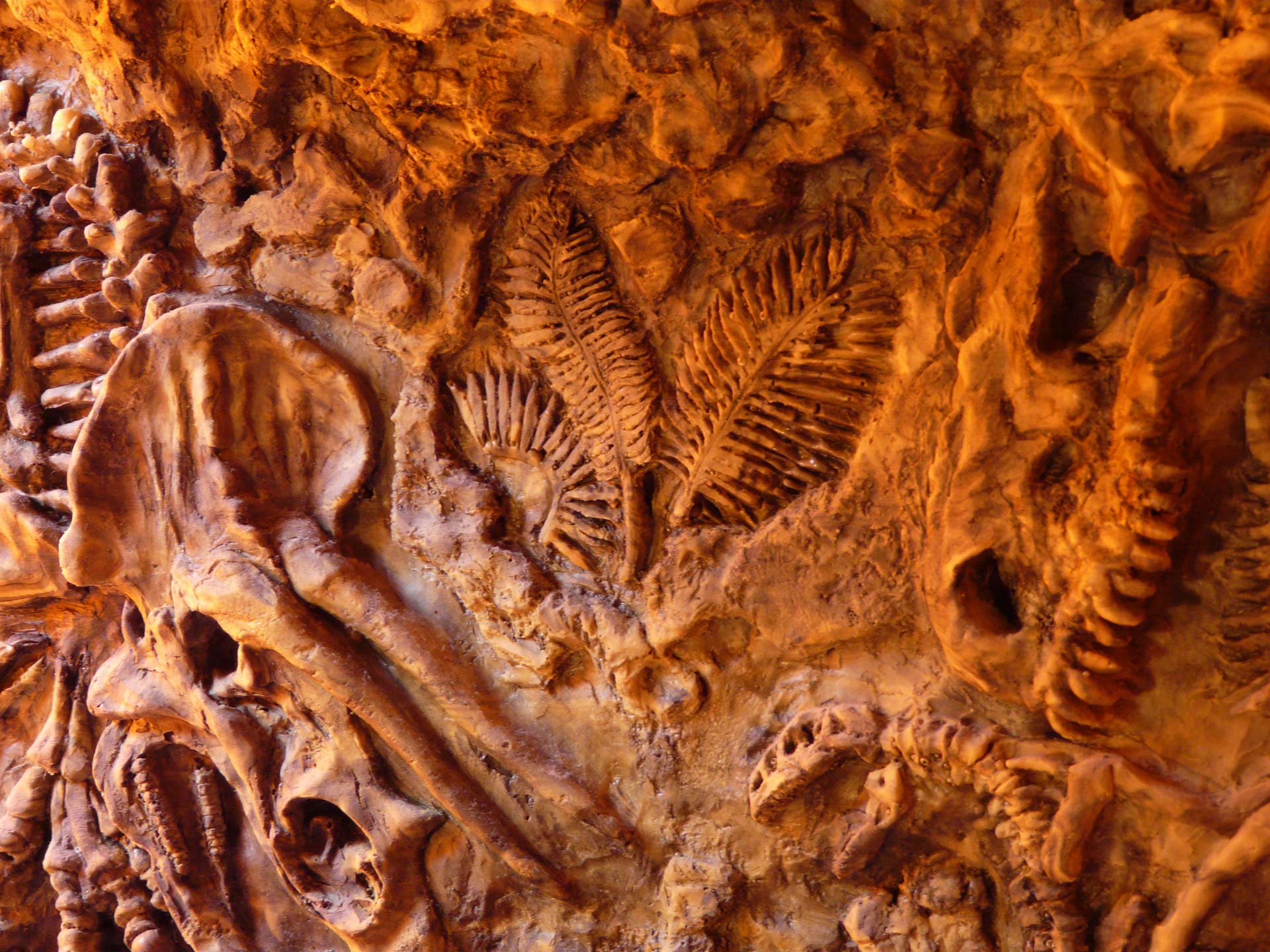 HD fossil wallpapers  Peakpx