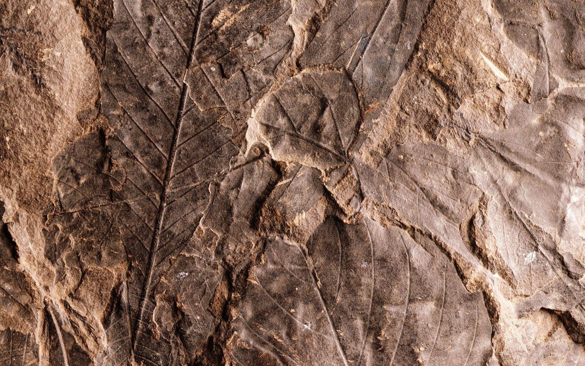 Brown J86208 Muriva Fossil Pattern Stone Shell Motif Faux Effect Embossed Vinyl Wallpaper