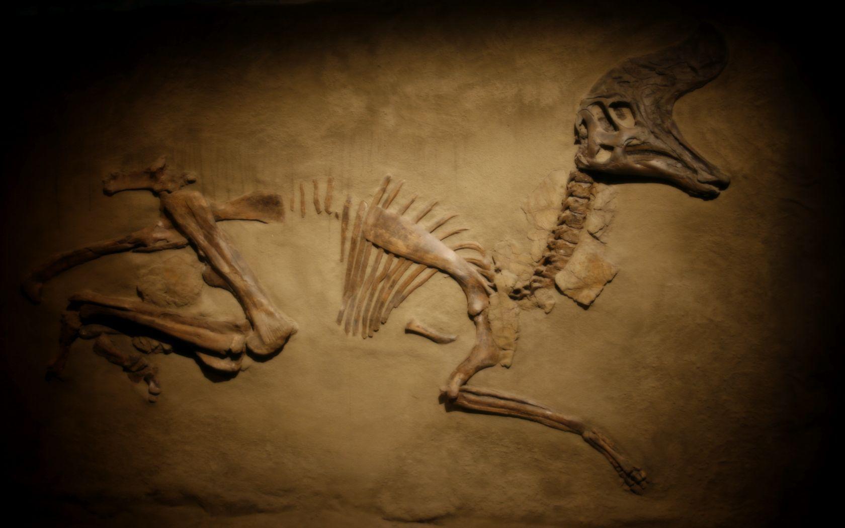 Fossil Wallpapers - Top Free Fossil Backgrounds - WallpaperAccess