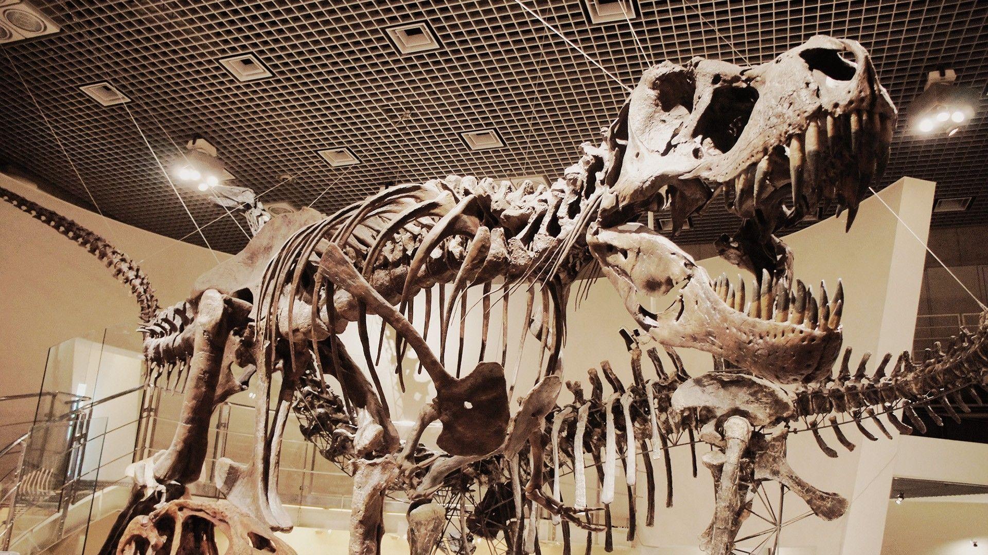 Fossil Wallpapers - Top Free Fossil Backgrounds - WallpaperAccess