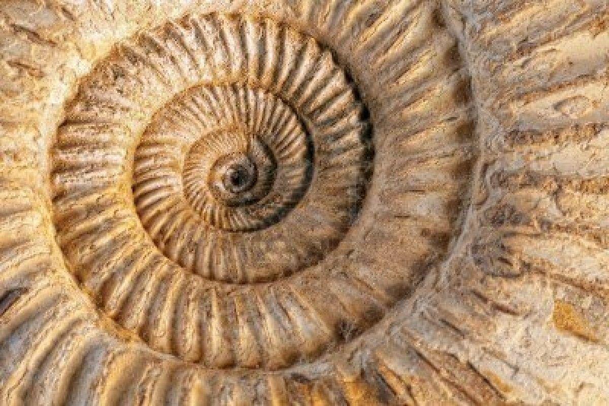 Fossil Wallpapers - Top Free Fossil Backgrounds - WallpaperAccess