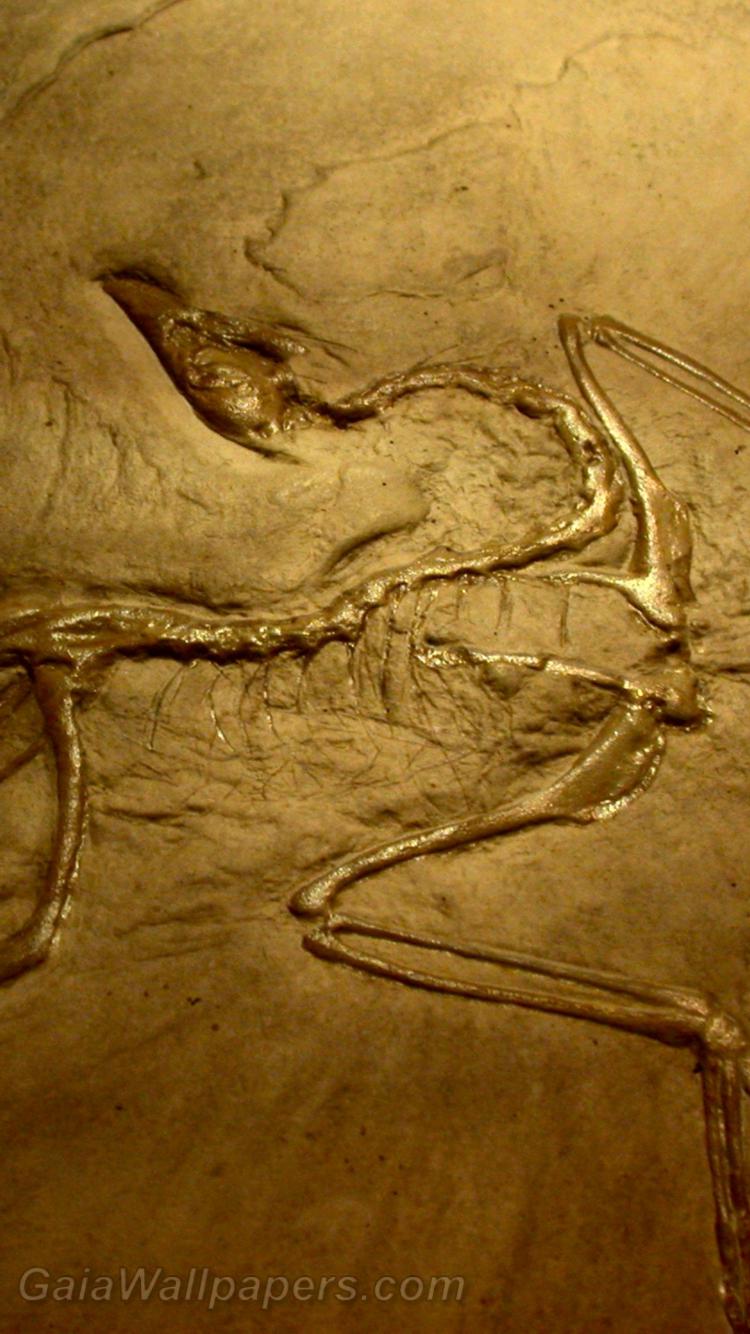 Fossil Wallpapers - Top Free Fossil Backgrounds - WallpaperAccess