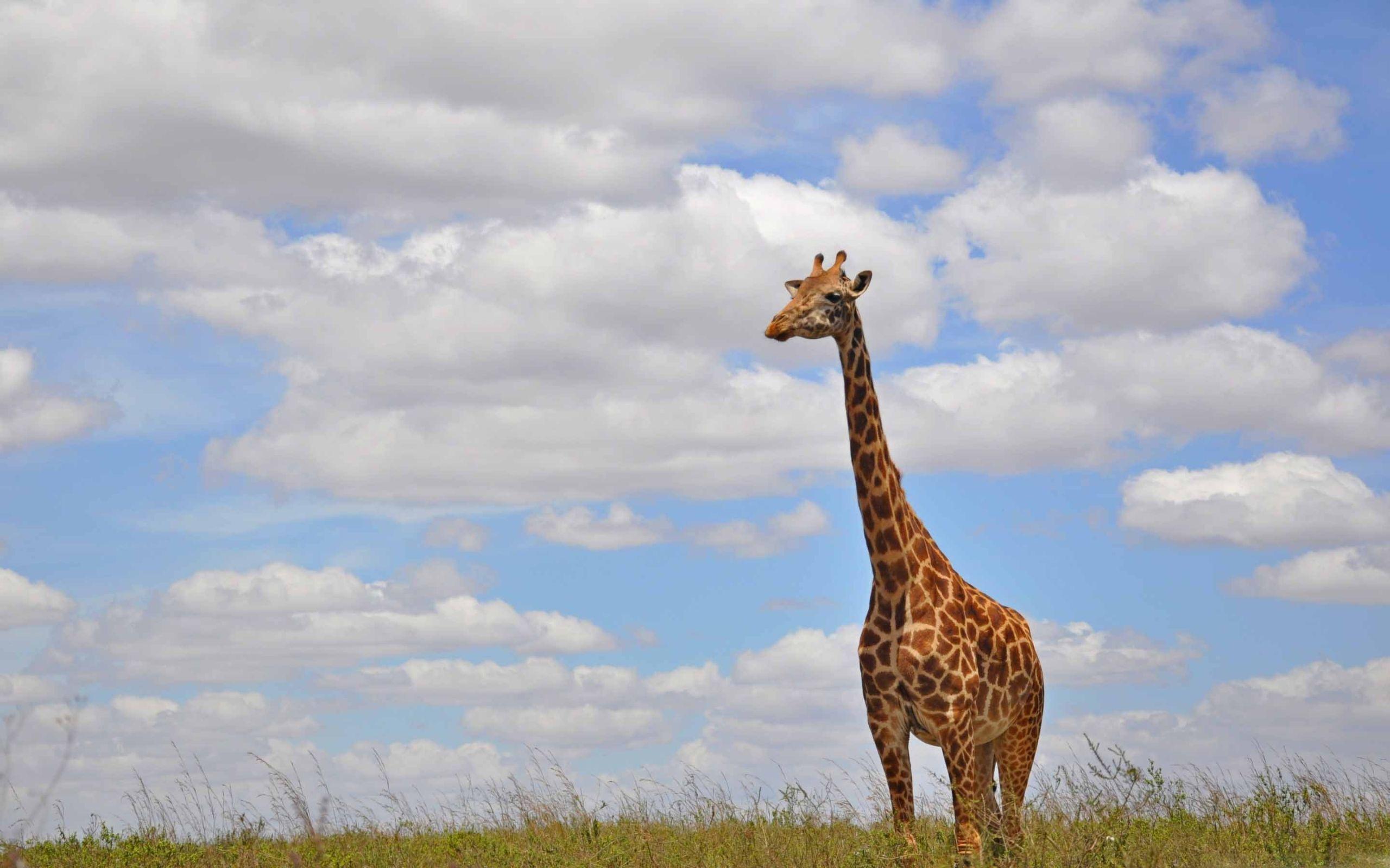 2560x1600 Giraffe In Nairobi Park Mac Wallpaper Download