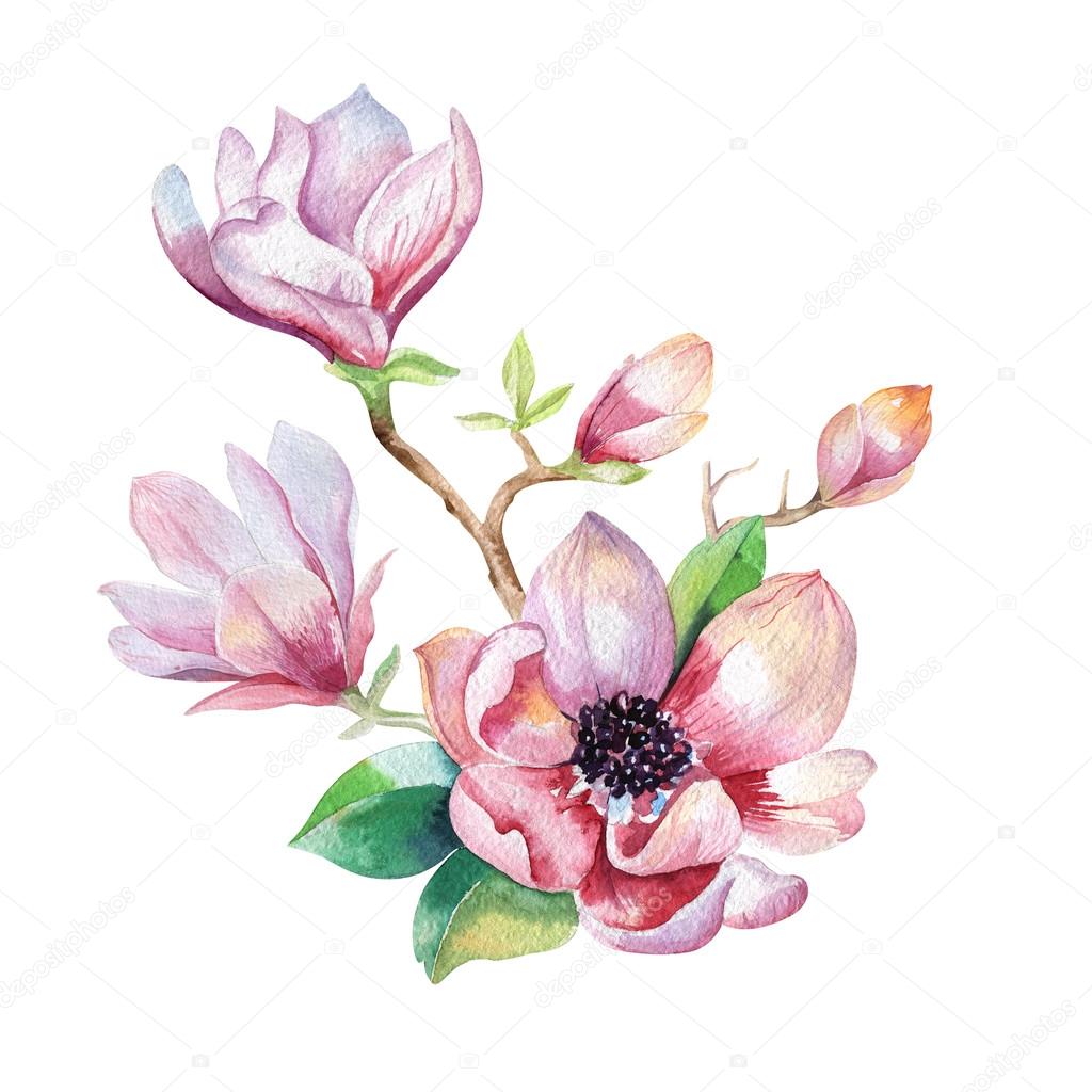 1024x1024 Painting Magnolia Flower Wallpaper Magnolia