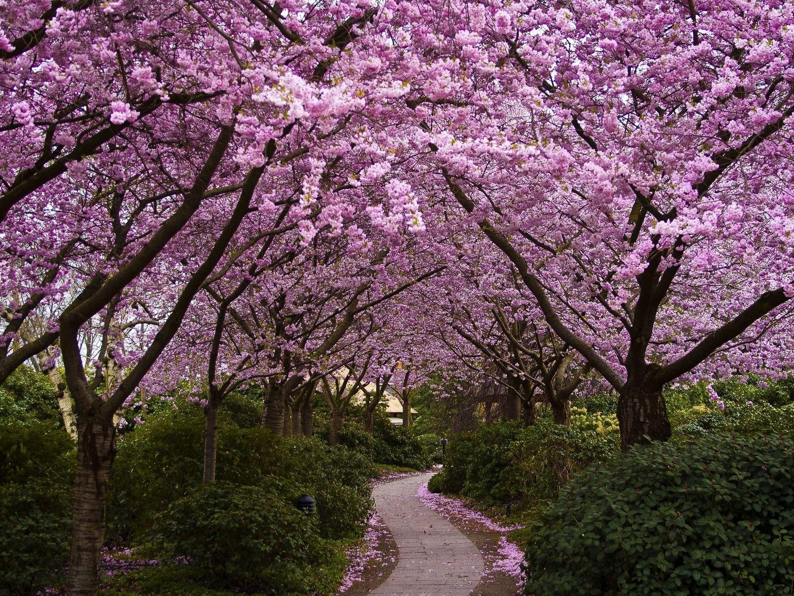 1600x1200 trees. Cherry Trees 1600 x 1200 Wallpaper. Trees