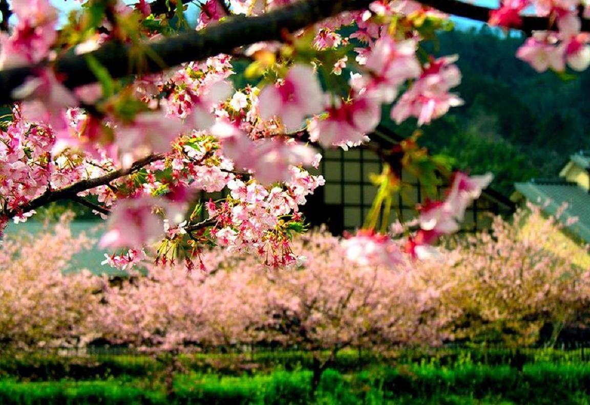 Japanese Garden Cherry Blossom Wallpapers Top Free Japanese Garden