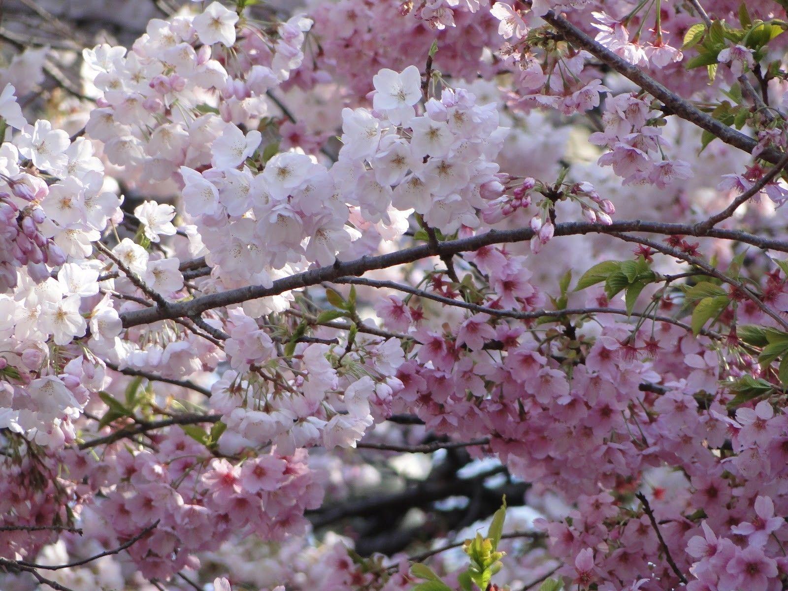 1600x1200 Flowers: Shinjuku Blossoms Japan Flowers Japanese Cherry Spring