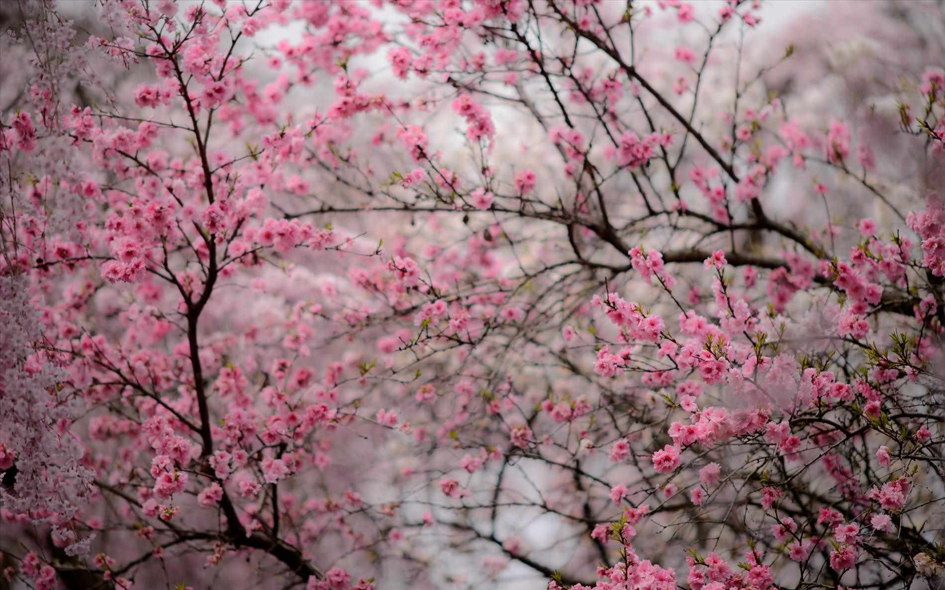 1900x1187 Cherry Blossom Garden Wallpaper Blossom Wallpaper