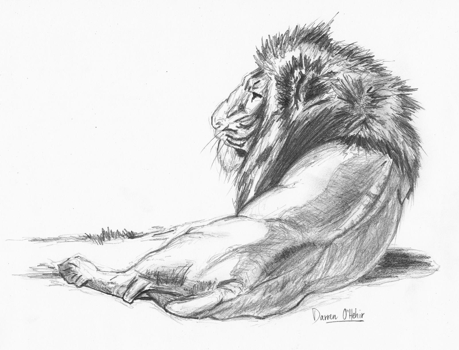 1600x1220 Black And White Tiger Wallpaper Drawing