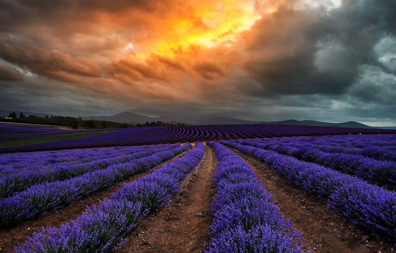 1332x850 Wallpaper field, clouds, flowers, clouds, nature, Australia