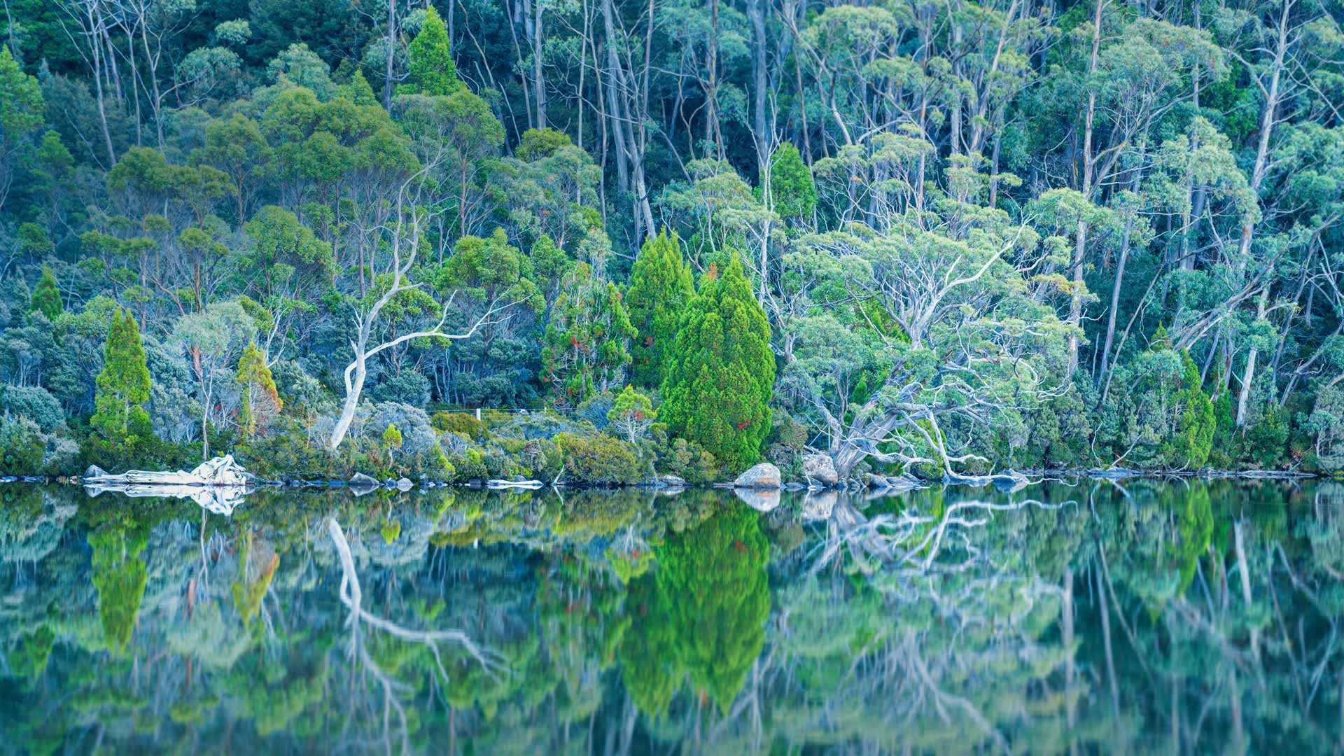 1920x1080 The wilds of Tasmania