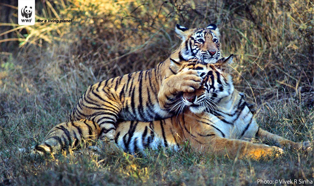 Сохранение тигров. Всемирный фонд дикой природы WWF России. Фото ВВФ. WWF фото. Фото World Wildlife Fund.