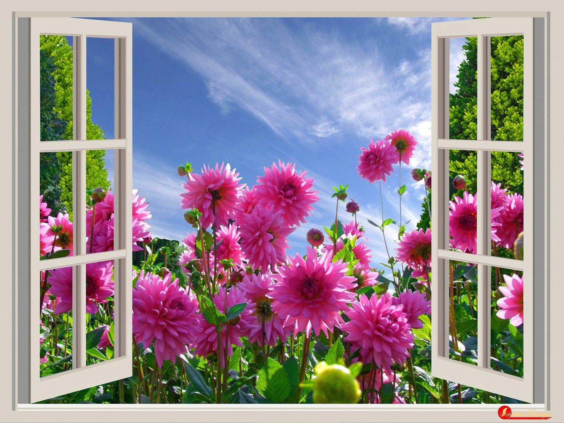 1920x1440 Flowers: Lovely Summer Beautiful View Freshness Day Spring Garden