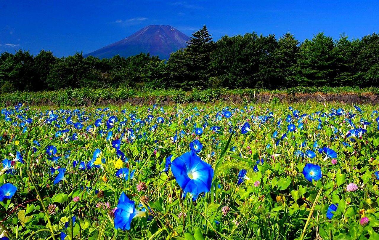 1280x810 Field: Flower Field Fresh Summer Glory Morning Spring Garden Fields