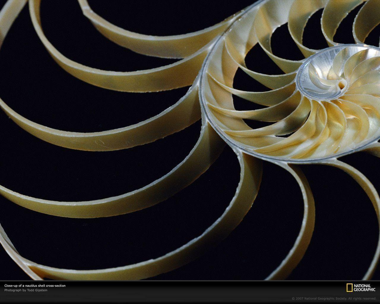 1280x1024 Nautilus Wallpaper