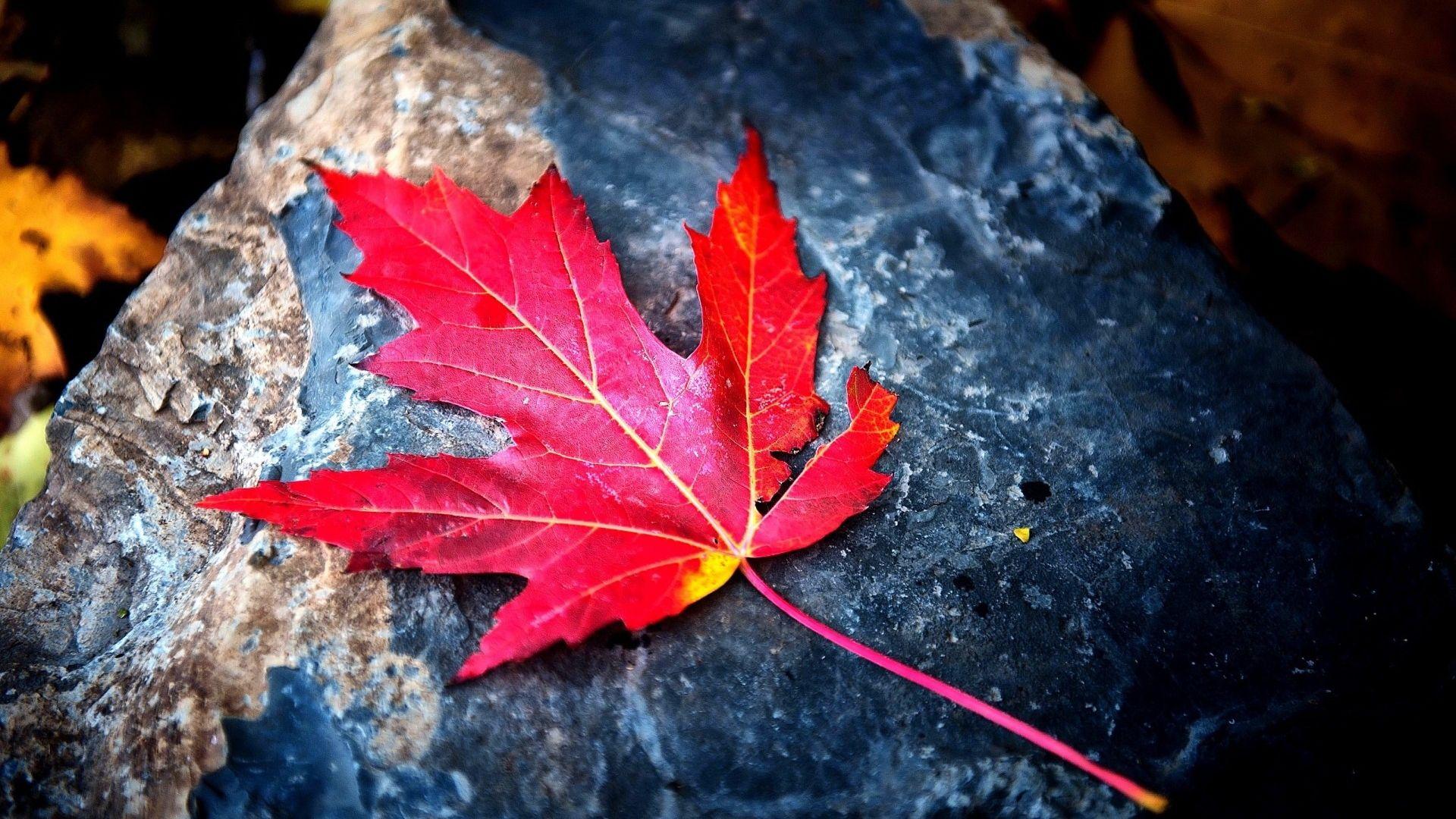 Maple Leaf Wallpapers - Top Free Maple Leaf Backgrounds - WallpaperAccess