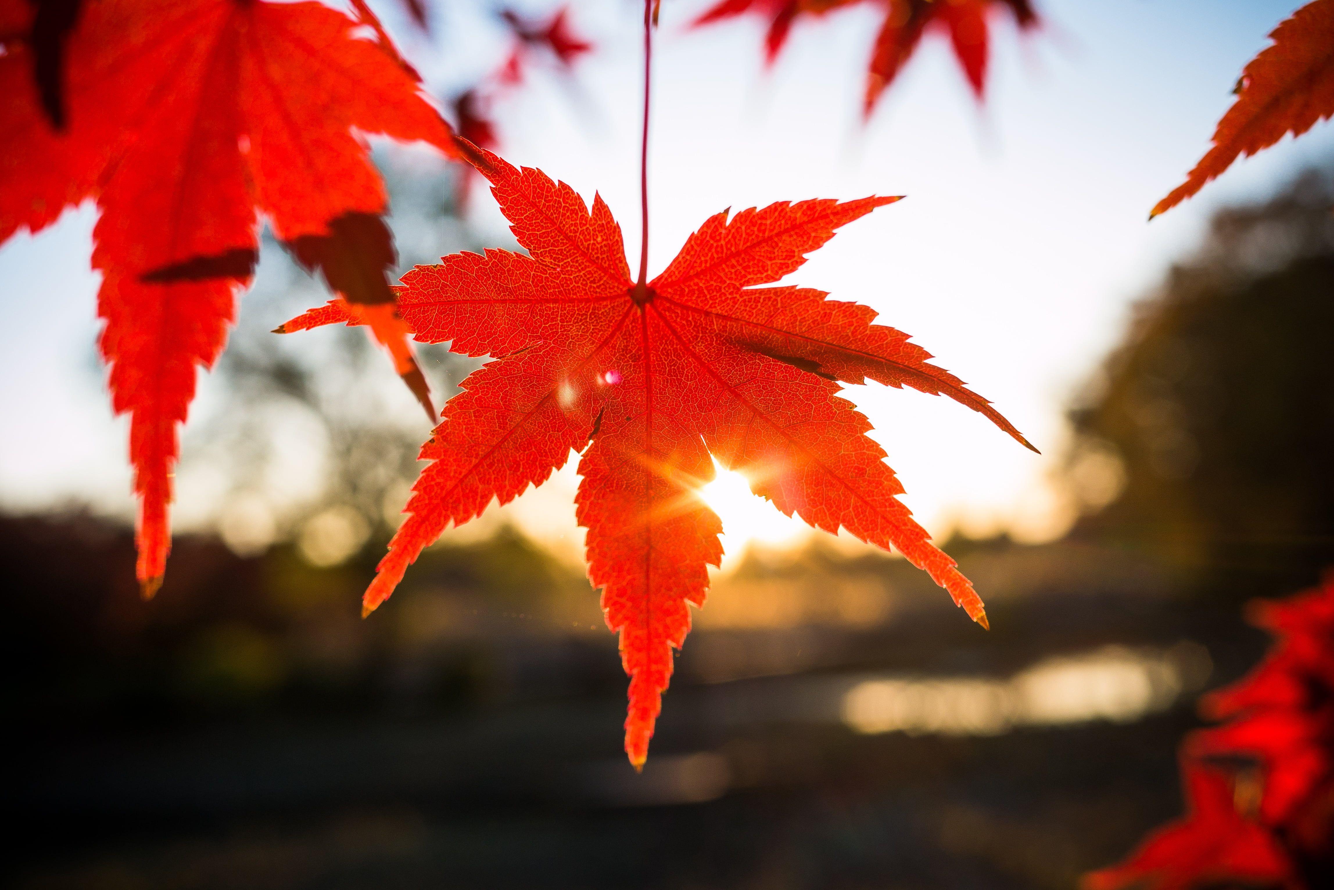 Maple Leaf Wallpapers - Top Free Maple Leaf Backgrounds - WallpaperAccess