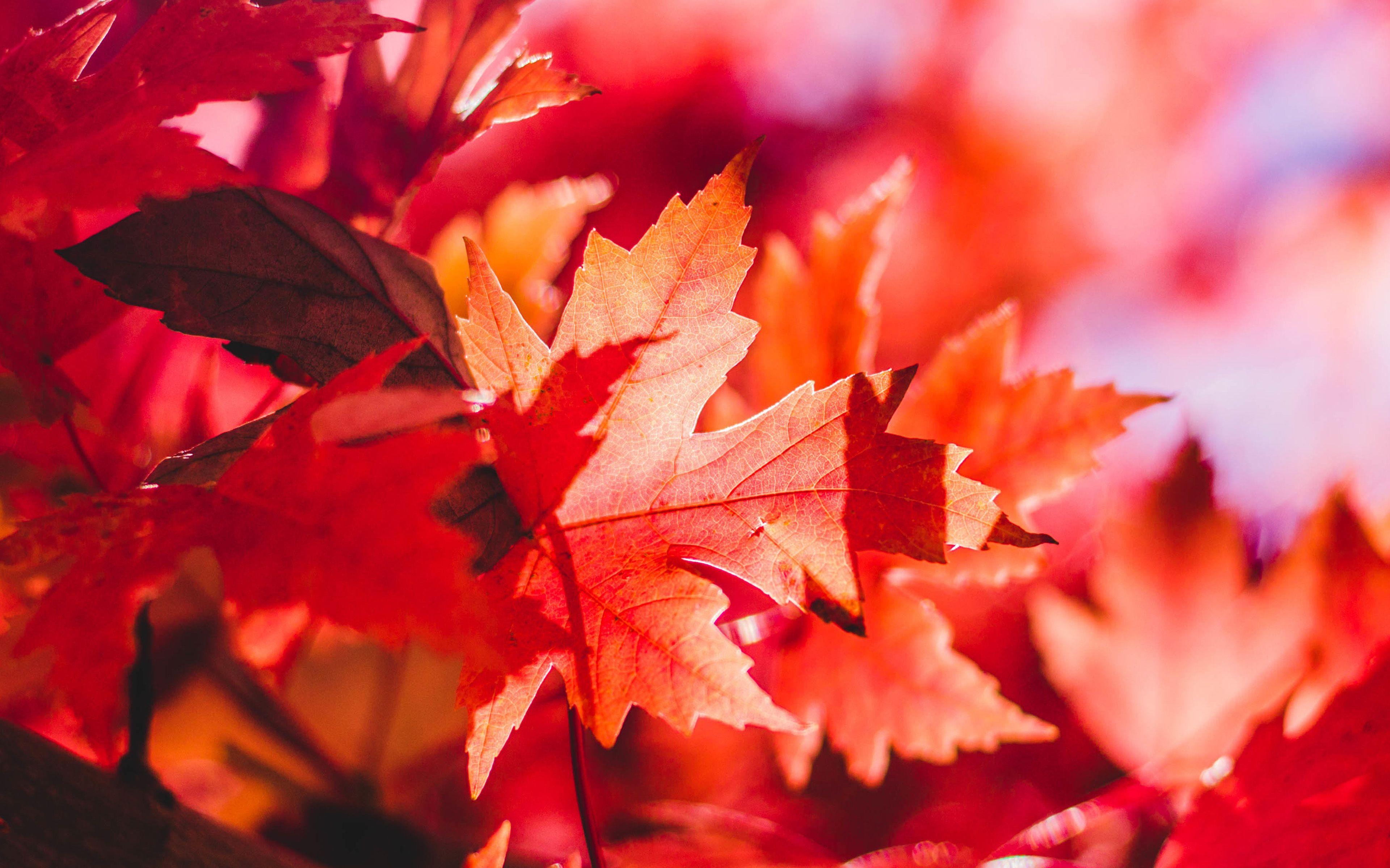 Maple Leaf Wallpapers - Top Free Maple Leaf Backgrounds - WallpaperAccess