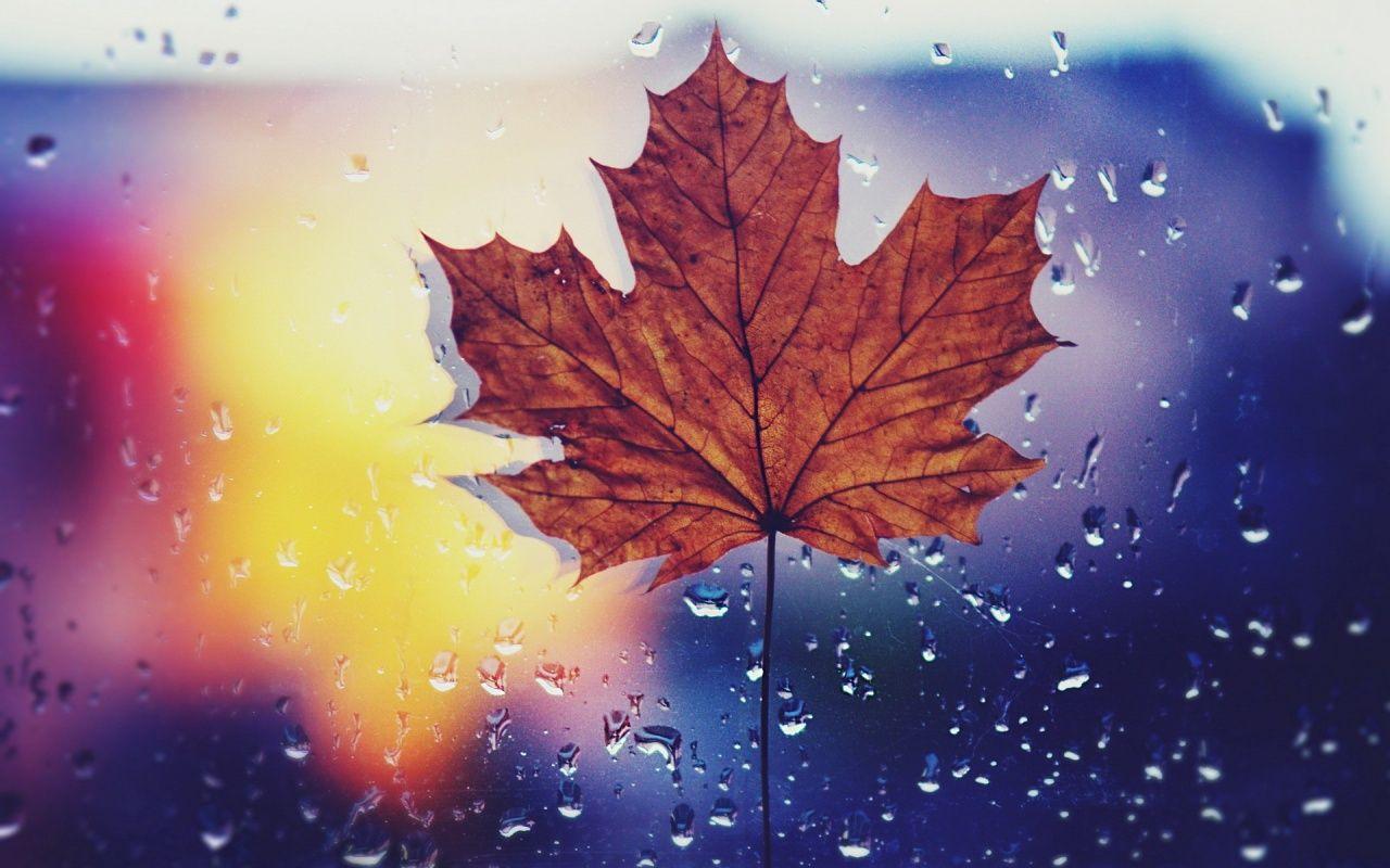 1280x800 Dried Maple Leaf desktop PC and Mac wallpaper
