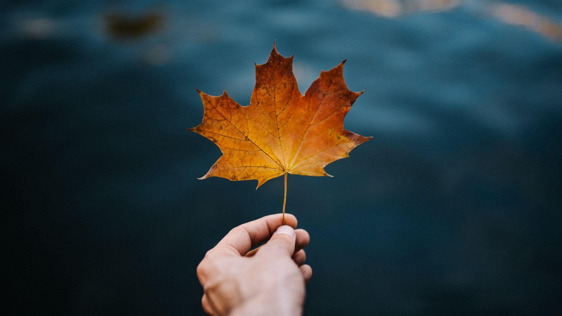 1920x1080 Download wallpaper 1920x1080 maple, leaf, hand, autumn, blur