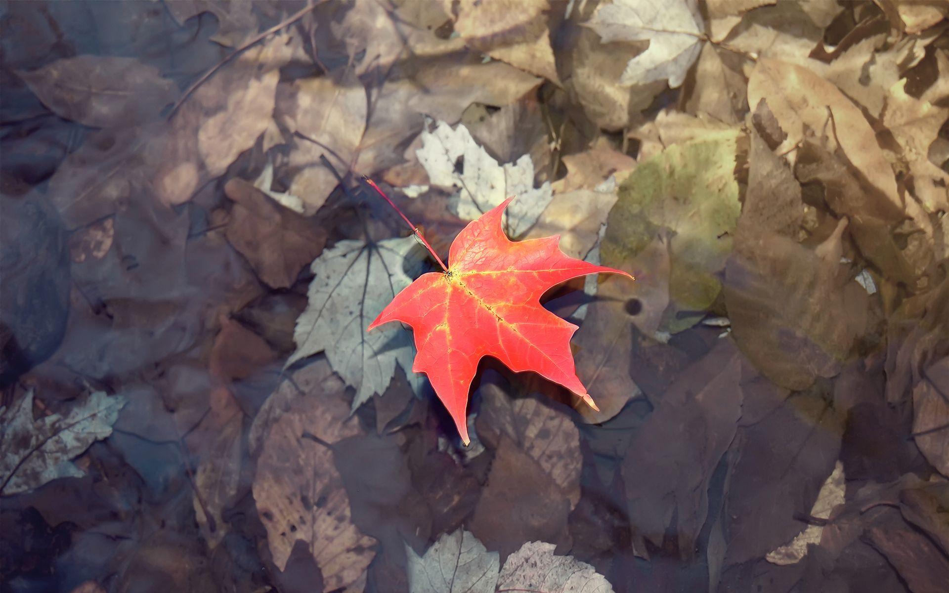 1920x1200 Maple Leaf On Water