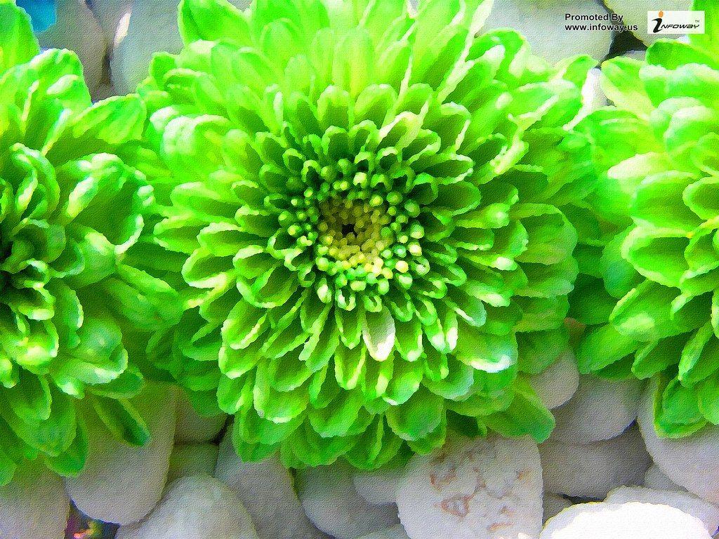 Green Flower Wallpapers Top Free Green Flower Backgrounds