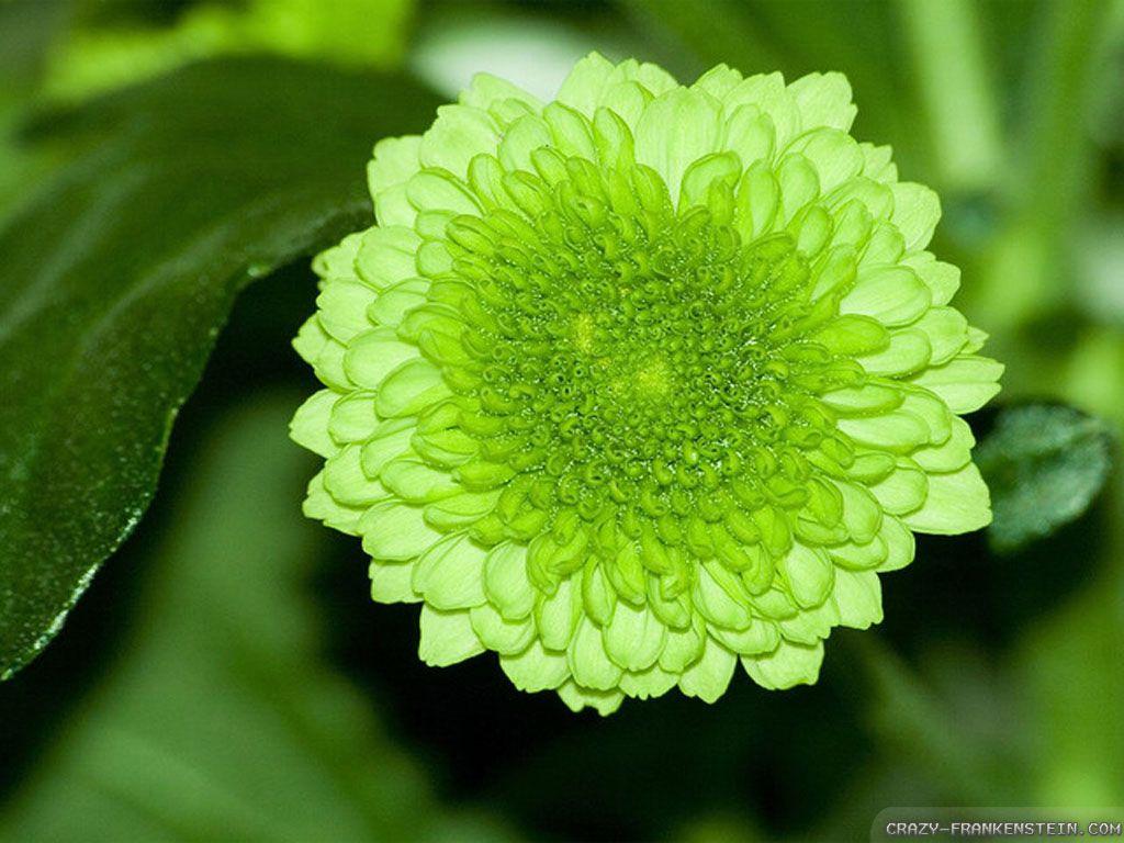 lime green flower wallpapers