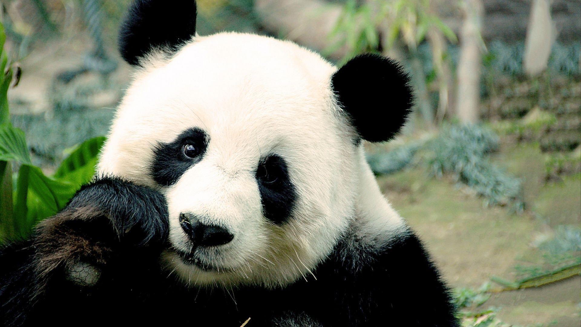 1920x1080 Cute Panda Wallpaper HD Wallpaper Free