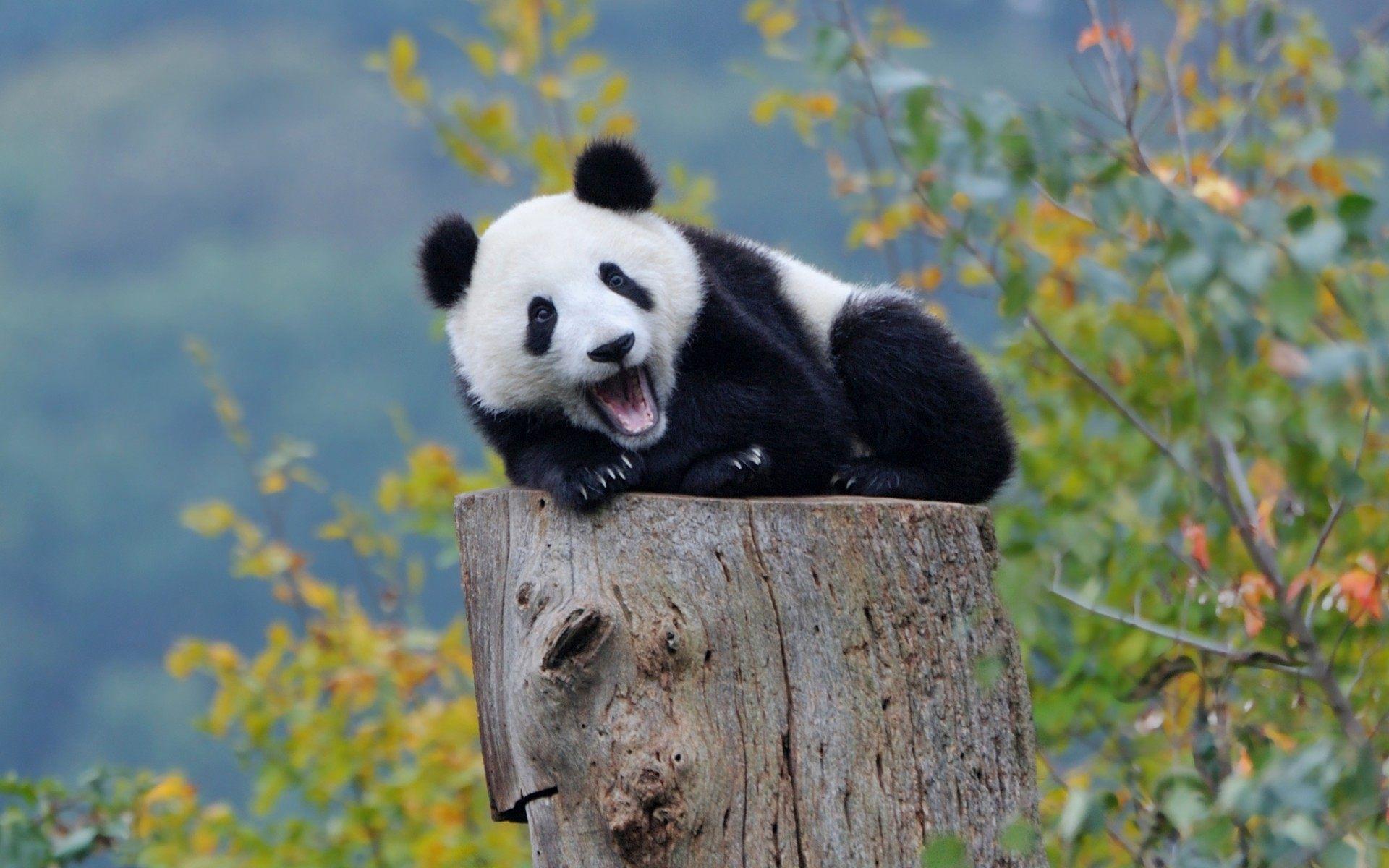 1920x1200 Cute Baby Panda Wallpaper p Couple Anime iPhone Cute Baby 1920x1200